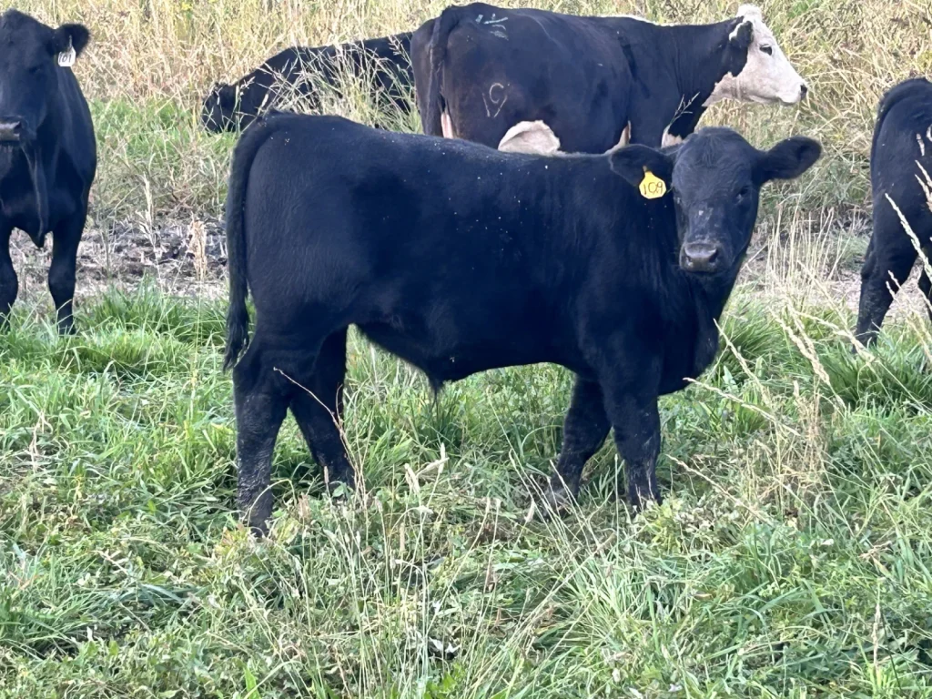 Black calf standing in a grassy pasture