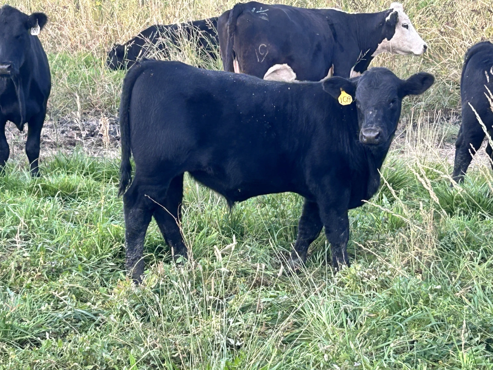 Black calf standing in a grassy pasture