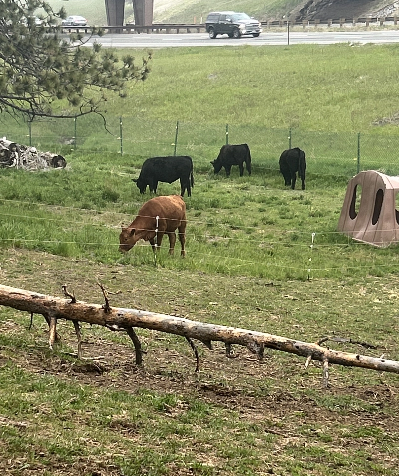 Cows grazing in a fenced green pasture near a highway