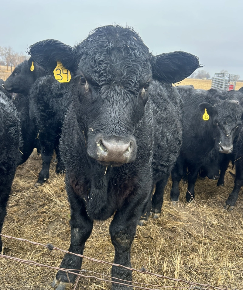 Close-up of a black Angus steer behind a wire fence