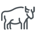 Line icon showing the side profile of a bull