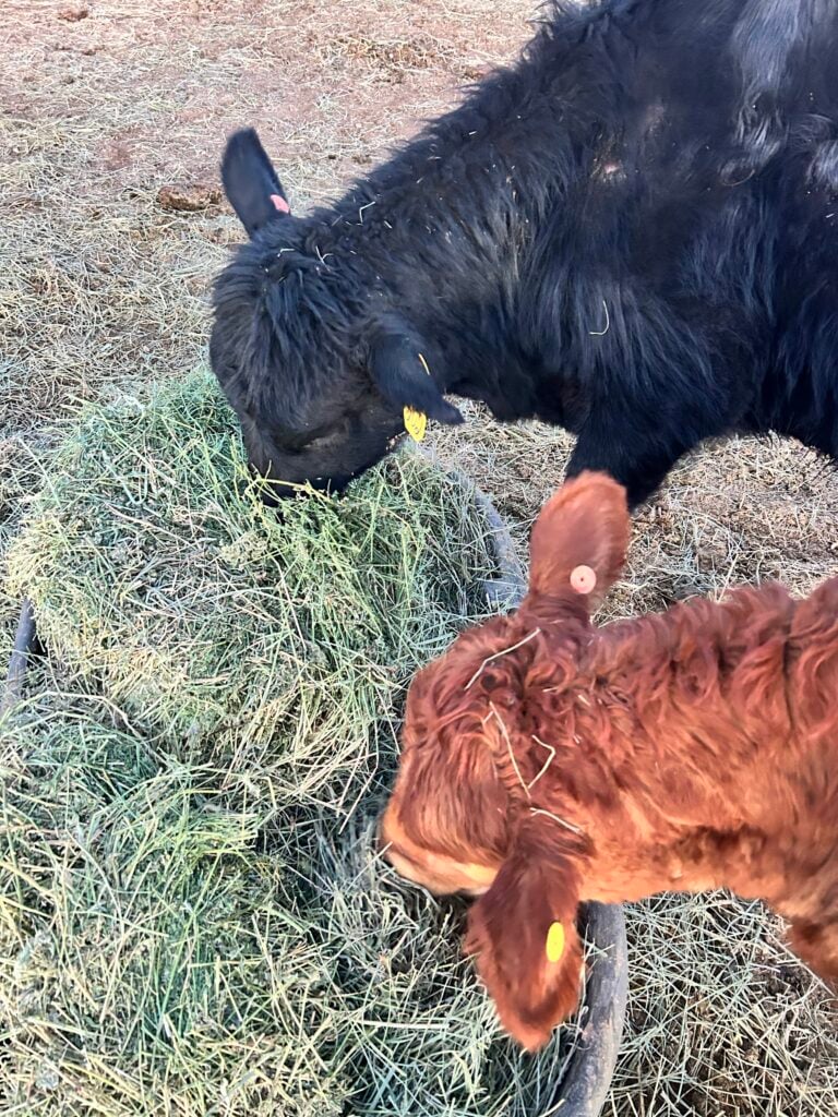 What happens during finishing, why our cattle stay on the ranch and how feeding fits the bigger picture.