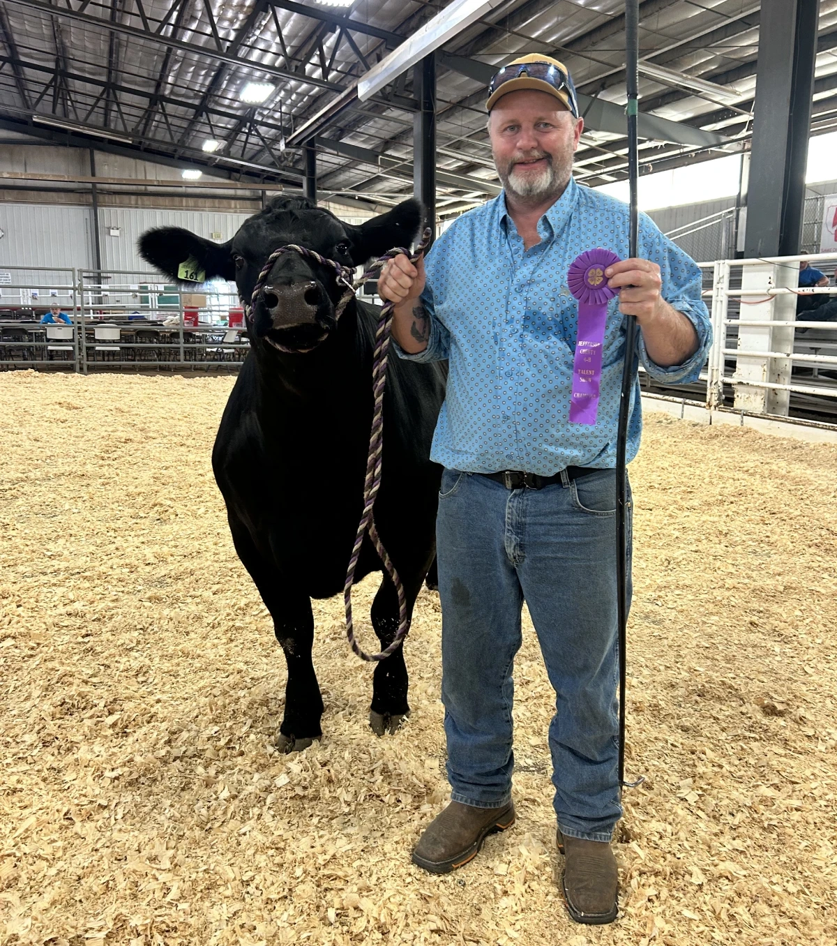 Man holding award ribbon standing next to a black show cow Man holding award ribbon standing next to a black show cow
