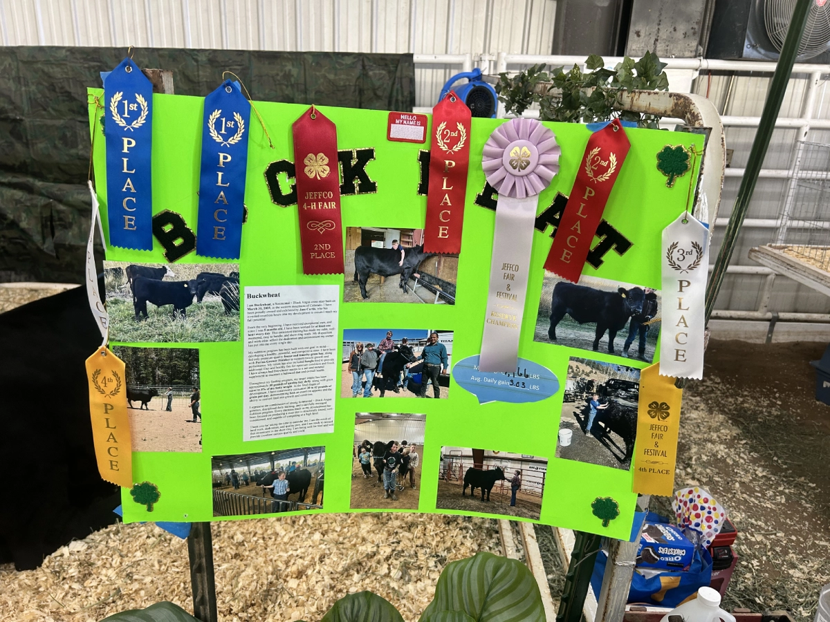 Green 4-H fair poster with award ribbons and cattle photos Green 4-H fair poster with award ribbons and cattle photos